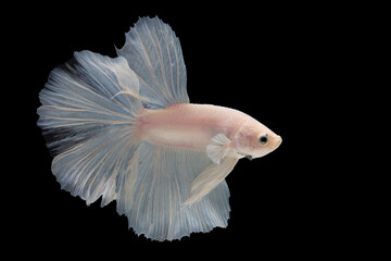White betta fish moving moment beautiful fancy halfmoon betta, fighting fish, siam betta fish on black background.