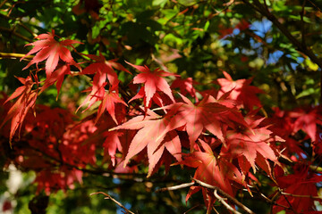 The red leaves of a Japanese Maple (acer) during the autumn