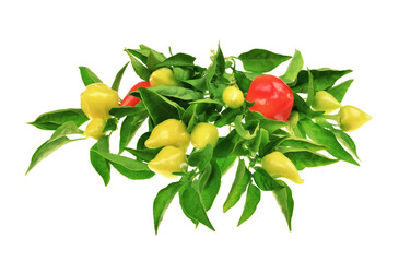 Pepper plant with fresh red hot chilli peppers, green leaves ,studio image on an isolated white background