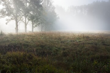 Picturesque scenery of the dark forest in a mysterious fog at sunrise. Sun rays through the old...