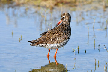 Rotschenkel (Tringa totanus) - Common redshank 