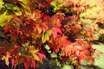 The red and yellow leaves of a Japanese Maple (acer) during the autumn