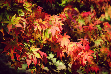 The red and yellow leaves of a Japanese Maple (acer) during the autumn