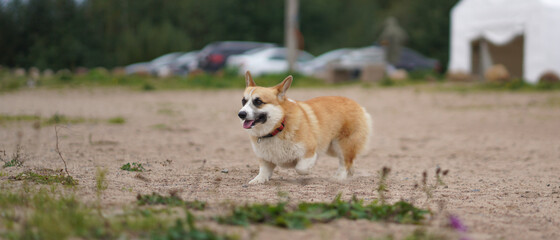 Welsh Corgi dog running for a walk