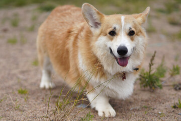 Welsh corgi dog runs smiling