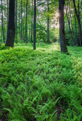 Fern forest with delicate frons reflecting late afternoon light.