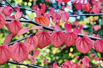 The pink leaves of the Katsura tree during the autumn