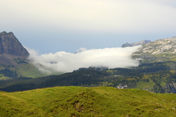Fototapeta premium Schweizer Kühe auf der Almweide