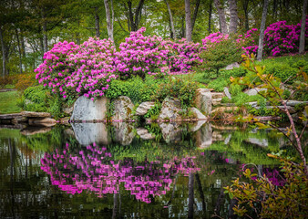 Flowers surround pond and Mountain Laurel fill the air with color in the NC mountains.