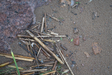 Sandy shore with debris from reeds and stones.