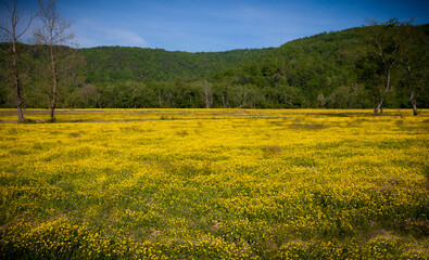 Huge field of yellow buttercup flowers in spring.