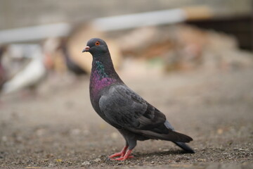 The beautiful pigeon is black