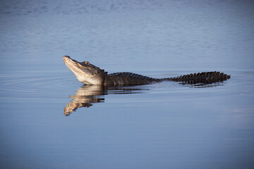 Large bull male alligator yells for a mate