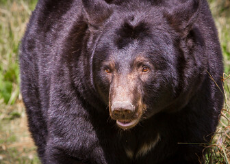 Large female black bear in Minnesota.