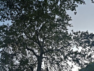 branches against sky