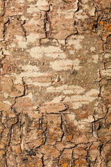 Tree bark texture pattern. wood rind for background.
