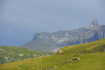 Fototapeta na wymiar Schweizer Kühe auf der Almweide