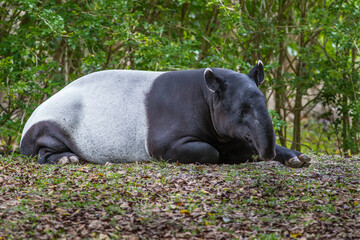 Fototapeta premium Malayan Tapir sleeping.