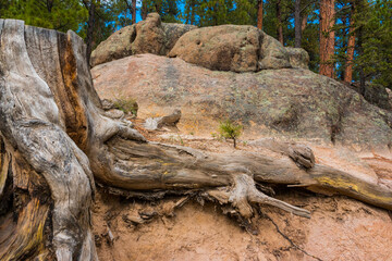 Remains of a Ponderosa Pine Damaged by Lightning, Jemez  Falls Trail, Santa Fe National Forest, New Mexico, USA
