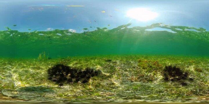 A colony of black sea urchins on the sandy bottom. Sea urchin Echinothrix diadema, commonly called diadema. 360VR Video.