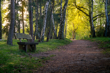 Naklejka premium Eine Bank im Wald