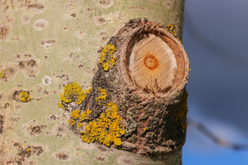 Tree bark texture pattern. wood rind for background.