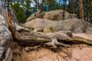 Remains of a Ponderosa Pine Damaged by Lightning, Jemez  Falls Trail, Santa Fe National Forest, New Mexico, USA