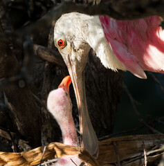 Mother rosette spoonbill about to feed her chick © Jo