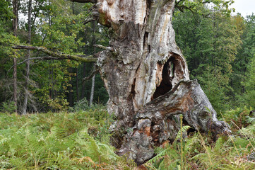 Eiche im Reinhardswald