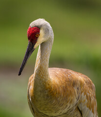 Mother sandhill crane watches over her young.
