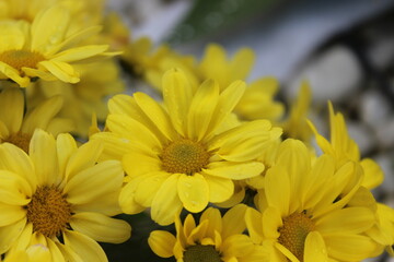 margaritas amarillas con gotas de agua