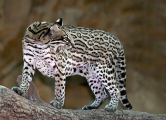 Ocelot expresses anger for his trainer.