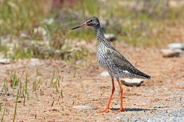 Common redshank // Rotschenkel (Tringa totanus)
