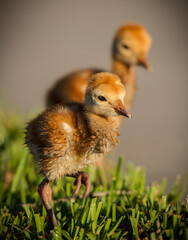 Pair of sandhill crane chicks.