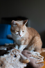 Cat relaxing near a cat tree in the sun
