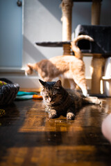 Cat relaxing near a cat tree in the sun