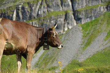 Schweizer Kühe auf der Almweide