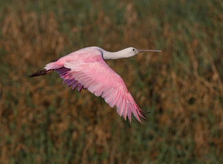 Roseate spoonbill flies over marsh. © Jo