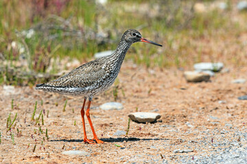  Rotschenkel (Tringa totanus) - Common redshank 