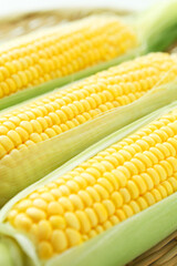 トウモロコシ
