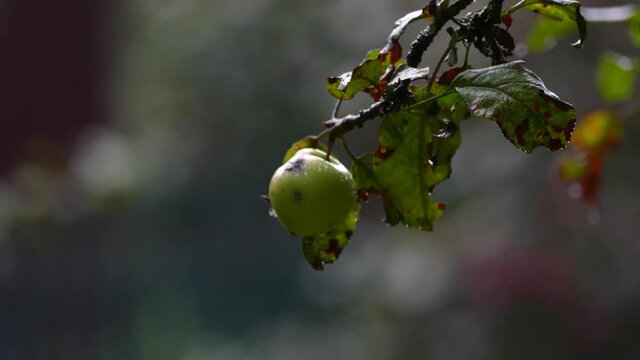 Apples on a tree in the rain