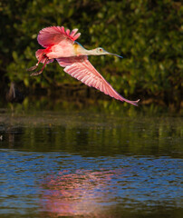Rosette spoonbill in spring breeding plumage flies over marsh. © Jo