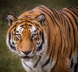 Fototapeta na wymiar Royal bengal Tiger stares right at camera