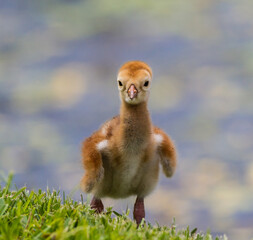 Sandhill crane chick walks for the first time.