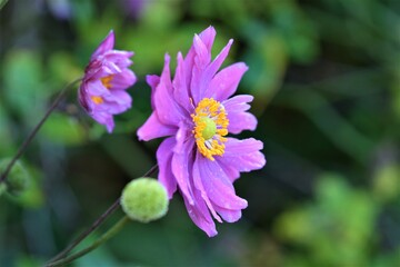 Closeup of the pistil of an autumn anemone in front of a flower