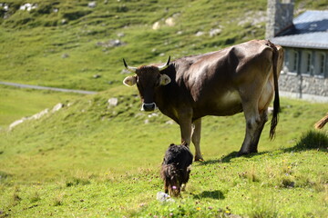 Schweizer Kühe auf der Almweide