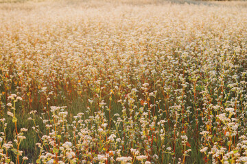 buckwheat field