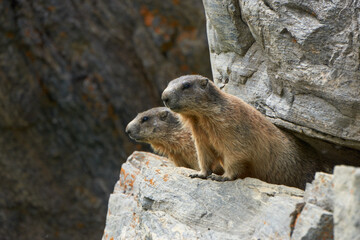 Obraz premium Murmeltiere auf und in Felsen in Bergen Alpen Munggen Mankei Echter Erdhörnchen