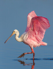 Strutting, pink colored  roseate spoonbill in spring breeding plumage © Jo