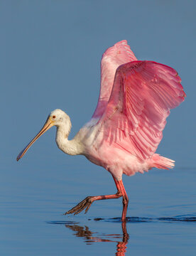 Strutting, pink colored  roseate spoonbill in spring breeding plumage